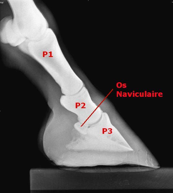 sabot cheval-anatomie sabot cheval-pied du cheval